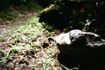 SYT3_EOS3_VIS20009