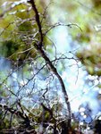REDK_M645_160NC04