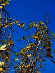 REDK_M645_160NC07