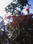 REDK_M645_RDPIII_022