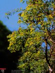 SWCK_645N_E100VSA06