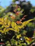 SWCK_645N_E100VSA08