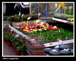 12 - ��޳ͧB�S��II�G�i���b�V���X�A�ᩱ�u���o��