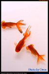 2008.02.24 - 16