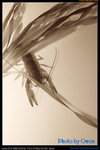 2008.02.24 - 17