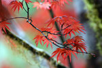 _MG_6262