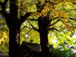 DSC05537