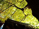 DSC05548