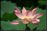 2010-07-05 11-51-18-0006