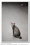 Meow..