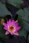 IMG_0060_fs