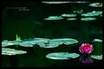 HKPARK050807.872n1024