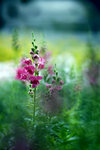 DSC_2395test