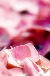 HKFS08_6223