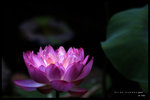 HKPARK8028N