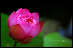 HKPARK8032N
