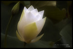 HKPARK8045N