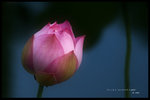 HKPARK8072N
