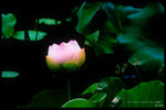 HKPARK8083N