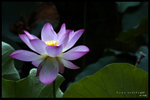 HKPARK8087N