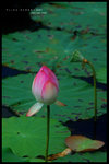 wetlandpark7823