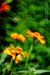 HKPARKDSC_0247_680