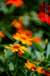 HKParkDSC_0248_680
