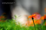 HKParkDSC_0255_1024