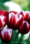 DSC_5414_680N