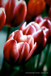 DSC_5428_680N