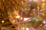 Xmas 072_800