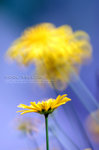 Cool Yellow