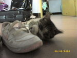 ??puic 2008-9-8 銝? 12-20-14