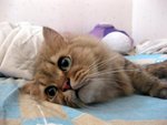 pui's cat 2009-6-9 ?? 08-54-04