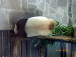 ??puic 2008-9-11 銝? 12-29-31