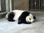 ??puic 2008-9-11 銝? 12-40-21