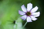 HK_Flower2009_011s