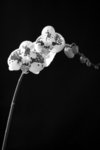 _MG_5143a