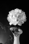 _MG_5153 a