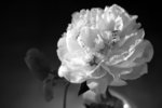 _MG_5155 a