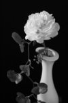_MG_5167 a