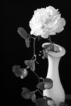 _MG_5170 a