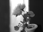 _MG_5173 a