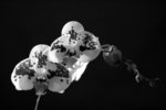 _MG_5180 a