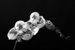 _MG_5203 a
