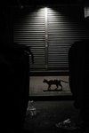 
A cat in the dark