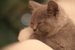 _MG_0938