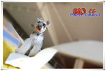 SAY_2392