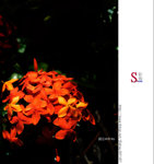 _DSC0025a