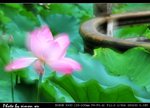 DSC_0077aa